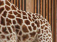 Girafe - Giraffa camelopardalis (cla Mammiferes) (ord Artiodactyles) (fam Giraffides) (04)